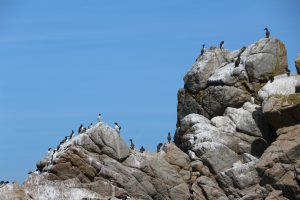 Guillemots de Troïl