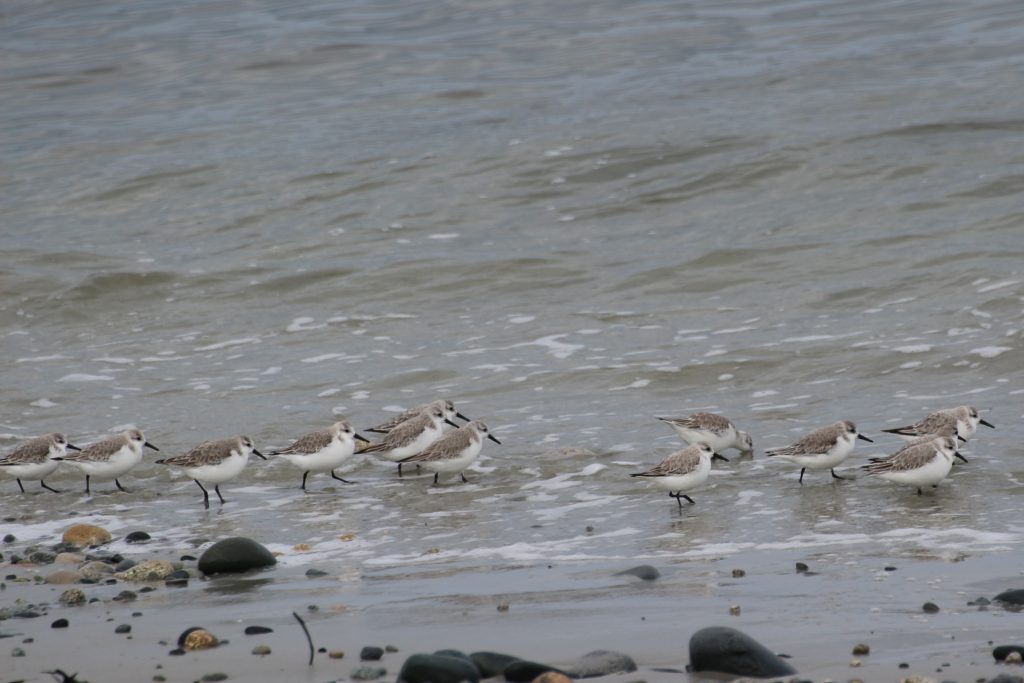 Bécasseau sanderling